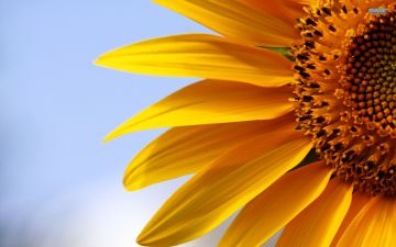 Sunflower Wallpaper 19 - 1920 X 1080 - Android / iPhone HD Wallpaper Background Download